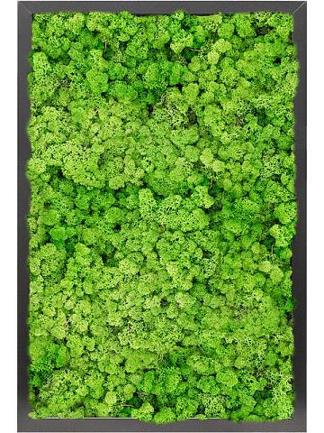 Картина из мха mdf ral 9005 satin gloss 100% reindeer moss (light grass green) Картина из мха mdf ral 9005 satin gloss 100% reindeer moss (light grass green)