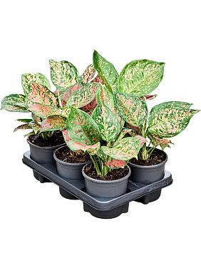 Аглаонема Венус Аглаонема Венус