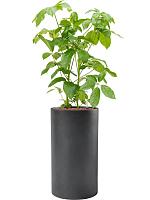 Кашпо Baq basic cylinder dark grey (mit einsatz) D40 H68 см