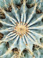 Ферокактус Глауцесценс мульти H40 D40 см