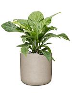 Антуриум Джангл Буш H60 D24 см