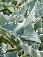 Каланхоэ Бехарское H140 D35 см