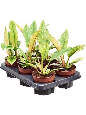 Филодендрон Ринг оф Файер Филодендрон Ринг оф Файер