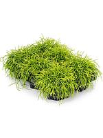 Рипсалис Бацифера Оазис H15 D11 см