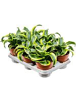 Драцена Фрагранс Торнадо H23 D12 см