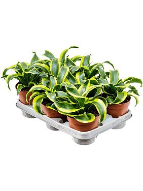 Драцена Фрагранс Торнадо Драцена Фрагранс Торнадо