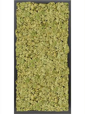 Картина из мха mdf ral 9005 satin gloss 100% reindeer moss (old green) Картина из мха mdf ral 9005 satin gloss 100% reindeer moss (old green)