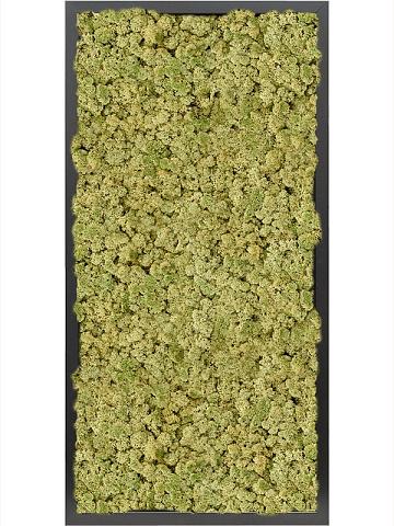 Картина из мха mdf ral 9005 satin gloss 100% reindeer moss (old green)