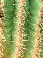 Ферокактус Штайнса H90 D38 см