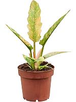 Филодендрон Ринг оф Файер H25 D12 см