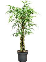 Бамбук Вентрикоза вздутый H150 D27 см