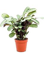 Ктенанта Бурле-Марксии Амагрис H25 D12 см