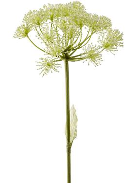 Борщевик цветущий искусственный