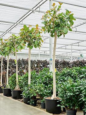 Фикус Бенгальский Фикус Бенгальский