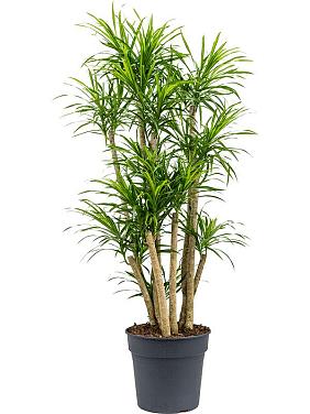 Драцена Анита вариегата Драцена Анита вариегата