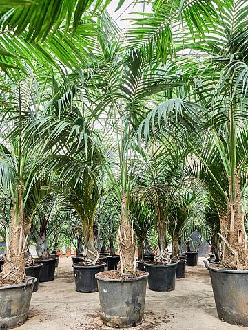 Ховея Форстера