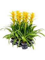 Гузмания Хильда желтая H55 D13 см