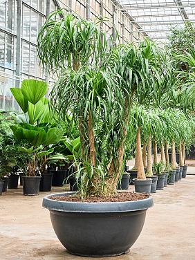 Нолина (Бокарнея отогнутая) разветвленная Нолина (Бокарнея отогнутая) разветвленная