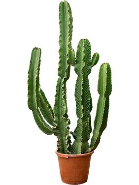 Молочай великий (Эуфорбия Ингенс)