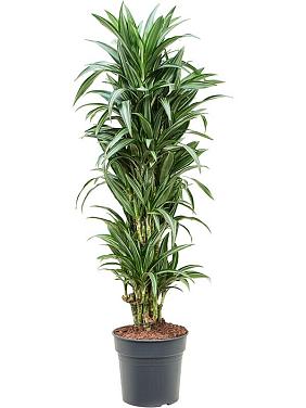 Драцена Фрагранс Улисес разветвленная Драцена Фрагранс Улисес разветвленная