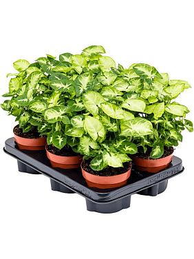 Сингониум Пикси Сингониум Пикси