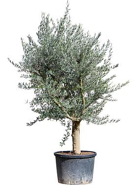 Оливковое дерево (Олива европейская)