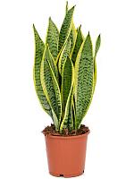 Сансевиерия Лауренти трехполосная H45 D14 см