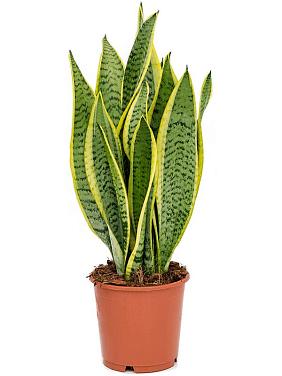 Сансевиерия Лауренти трехполосная