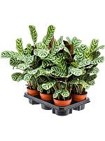 Ктенанта Бурле-Марксии Амабилис H35 D12 см