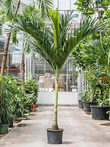 Вейтчия Мерилли (Адонидия)