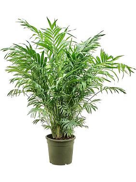 Хамедорея Элеганс изящная Хамедорея Элеганс изящная