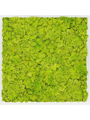 Картина из мха mdf ral 9010 satin gloss 100% reindeer moss (spring green) Картина из мха mdf ral 9010 satin gloss 100% reindeer moss (spring green)