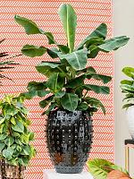 Кашпо Laos emperor black D44 H55 см