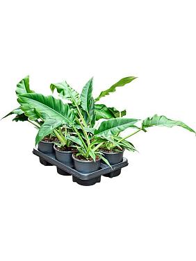 Филодендрон Нарроу Эскейп Филодендрон Нарроу Эскейп