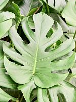 Монстера Делициоза (деликатесная) H90 D30 см