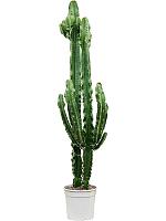 Молочай Эритрейский (Эуфорбия Эритрея) H140 D27 см