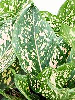 Аглаонема Пинк Леопард H30 D12 см