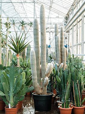 Эспостоа Шерстистая Эспостоа Шерстистая