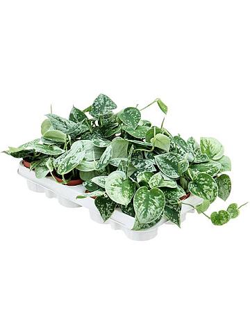 Сциндапсус Пиктус Сильвер Энн Сциндапсус Пиктус Сильвер Энн