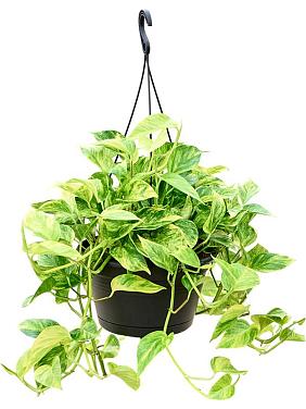 Эпипремнум Золотистый ампельный Эпипремнум Золотистый ампельный