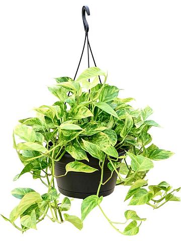 Эпипремнум Золотистый ампельный Эпипремнум Золотистый ампельный