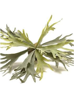 Папоротник Платицериум оленерогий искусственный