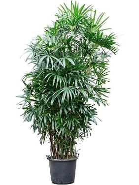 Рапис высокий