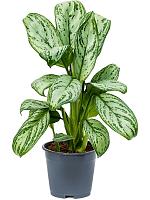 Аглаонема Мария Кристина H35 D14 см