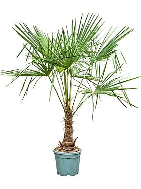 Трахикарпус Форчуна Трахикарпус Форчуна