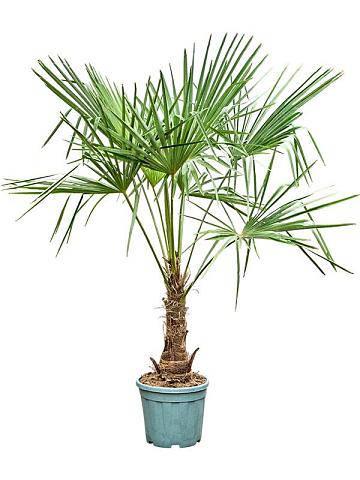 Трахикарпус Форчуна