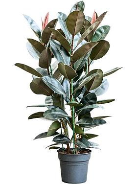 Фикус Эластика Абиджан