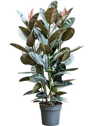 Фикус Эластика Абиджан Фикус Эластика Абиджан