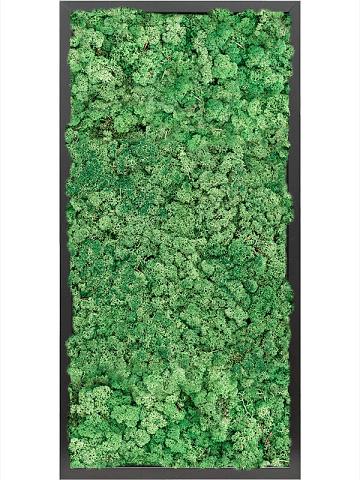 Картина из мха mdf ral 9005 satin gloss 100% reindeer moss (grass green) Картина из мха mdf ral 9005 satin gloss 100% reindeer moss (grass green)