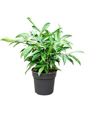 Драцена Суркулоза (Годсефа) Драцена Суркулоза (Годсефа)